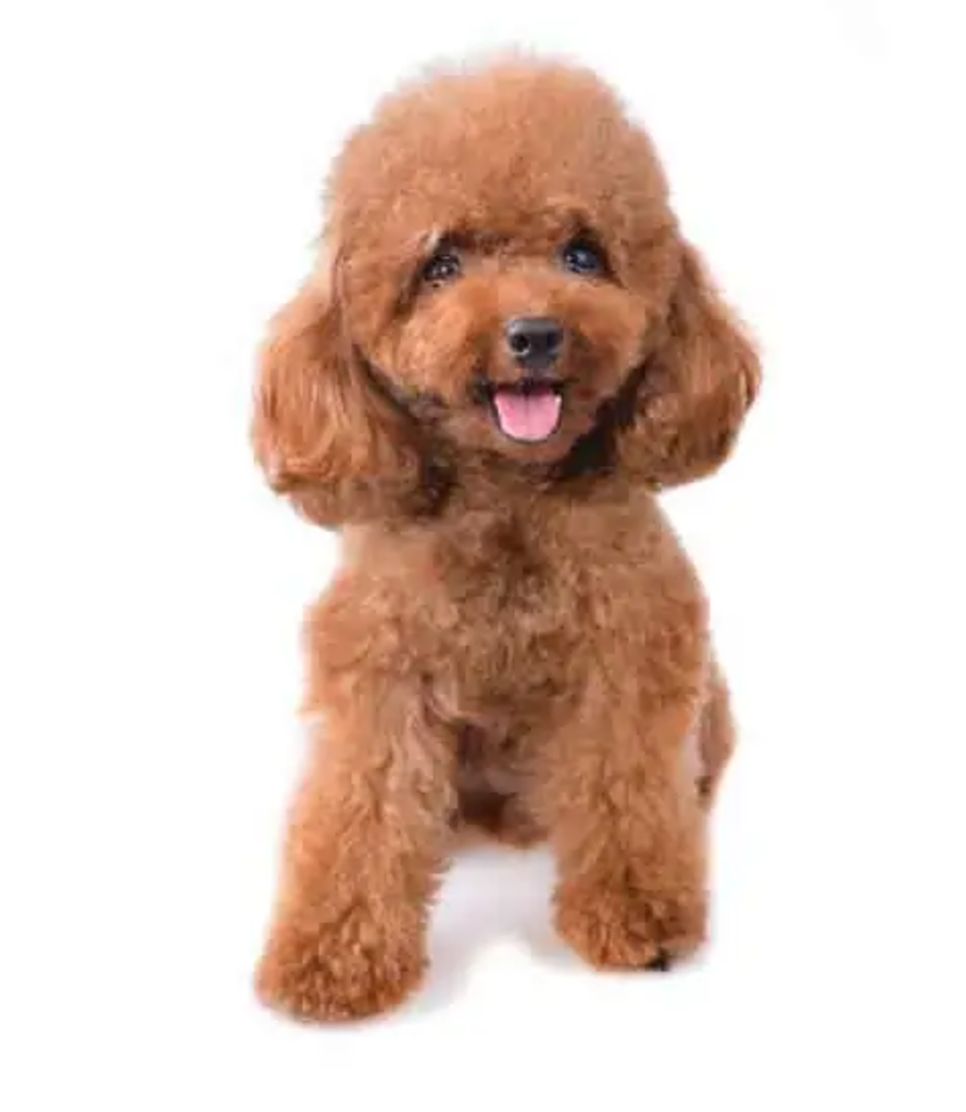 GKM274 DJT Metal Güneş Gözlüğü Kutusu Köpek Desenler